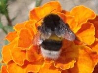 Aksamitka, Pszczoła