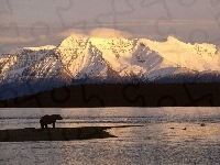 Góry, Alaska, Niedźwiedź