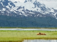 Alaska, Niedźwiedź Brunatny