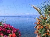 Albania, Jezioro, Ohrid, Kwiaty
