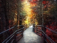 Aleja, Stan Minnesota, Jesień, Stany Zjednoczone, Park stanowy Grand Portage State Park, Drzewa