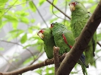 Amazonki Białoczelne, Trzy, Papugi, Konar