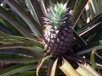 Ananas, Pióropusz