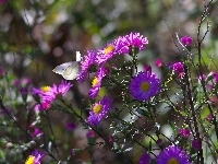 Astry , Purpurowe, Kwiaty, Motyl