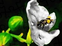Pszczoła, Australijska, Kwiat