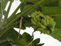 Banany, Owoce