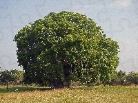 Baobab, Łąka