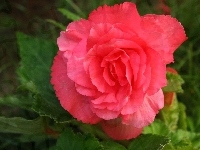 Różowy, Begonia, Kwiat