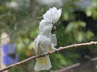 Papuga, Biała, Kakadu