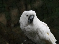 Papuga, Biała, Kakadu