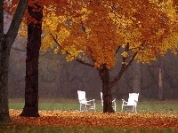 Białe, Jesień, Drzewa, Krzesła