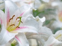 Kwiaty, Białe, Lilie