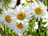 Kwiaty, Białe, Rumianku