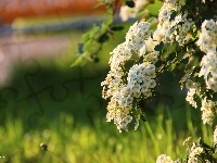 Kwiaty, Białe, Wiosna