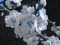 Białe, Piękne, Niebiesko, Kwiaty