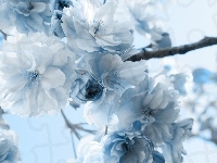 Niebieskie, Biało, Kwiatuszki