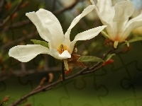 Biały, Magnolia, Japońska, Kwiat