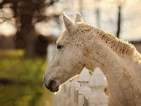 Koń, Biały, Ogrodzenie