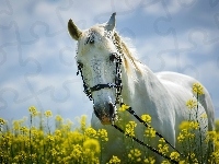 Koń, Biały, Roślinność