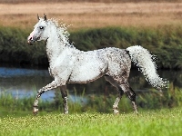 Koń, Biały, Trawa