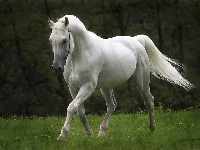 Koń, Biały, Trawa