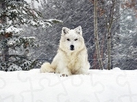Biały, Zima, Śnieg, Wilk