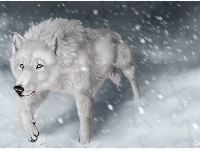 Wilk, Biały, Zima