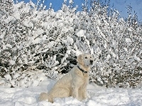 Biszkoptowy, Śnieg, Krzewy, Labrador
