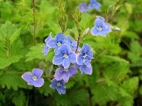 Kwiatki, Błękitne, Liście