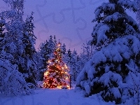 Boże Narodzenie, Choinka, Las, Zima