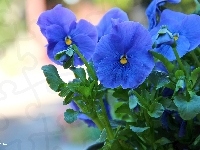 Niebieskie, Bratki, Kwiaty
