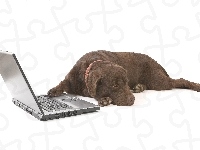 Labrador, Brązowy, Laptop