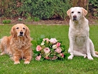 Labrador retriever, Psy, Róż, Dwa, Golden retriever, Bukiet