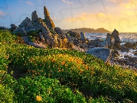 Kalifornia, Morze, Kwiaty Stany Zjednoczone, Zatoka Carmel, Łąka, Skały, Półwysep Monterey