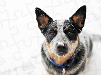 Pies, Głowa, Australian cattle dog, Śnieg, Spojrzenie