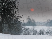 Cerwone, Zima, Drzewa, Słońce