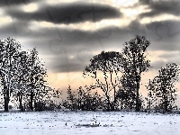 Drzewa, Chmury, Śnieg