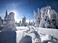 Śnieg, Choinki, Niebo