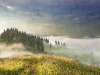 Poranek, Ścieżka, Drzewa, Ukraina, Góry Karpaty, Mgła