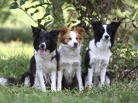 Border Collie, Zieleń