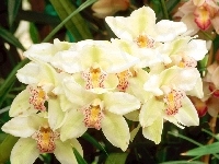 Cymbidium, Biała, Odmiana, Orchid