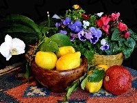 Cytryny, Doniczka, Kwiaty, Granat