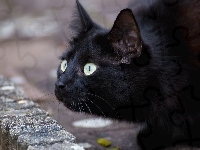 Kot, Czarny, Spojrzenie