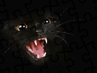 Kot, Czarny, Zęby