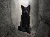 Czarny owczarek niemiecki, Pies, Drzewa
