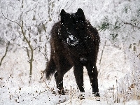 Wilk, Czarny, śnieg