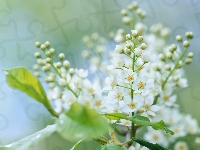 Białe, Czeremcha, Kwiaty