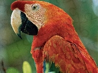 Papuga, Czerwona, Ara