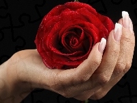 Róża, Czerwona, Dłoń