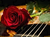 Róża, Czerwona, Gitara